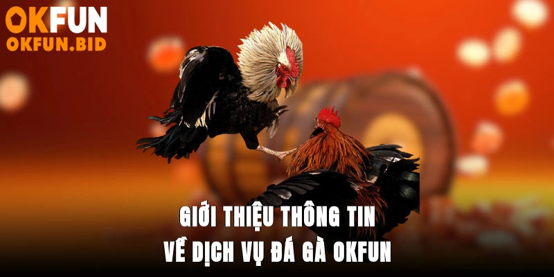 Giới thiệu thông tin về dịch vụ đá gà OKFUN